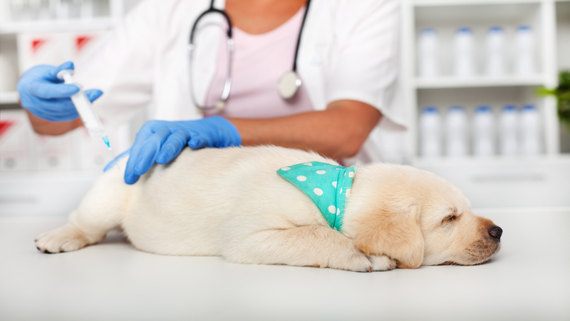 What to Expect from Pet Surgery in Bridgeport: A Comprehensive Guide?