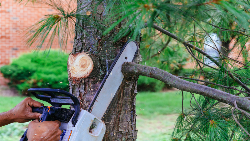 Tree Service in Omaha: Protecting Your Property, One Tree At A Time