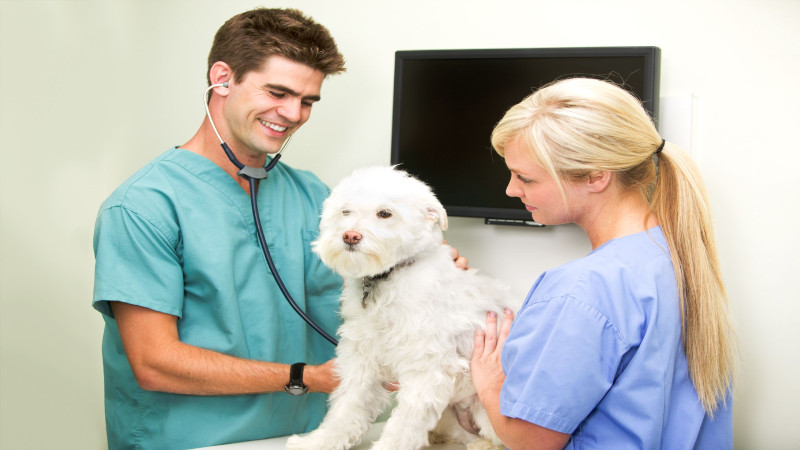 Finding the Right Animal Clinic in Los Angeles