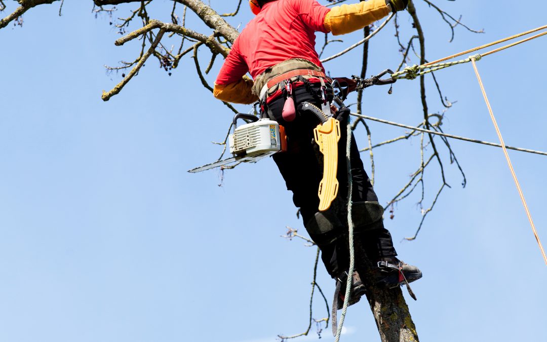 When Do You Need Tree Removal in Smyrna, GA?