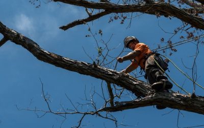 Unveiling the Critical Importance of Professional Tree Removal in Orange Park, FL, for a Hazard-Free Environment