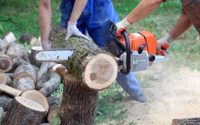 From Beauty To Safety: The Vital Need For Tree Removal in Gulfport, FL’s Lush Environment