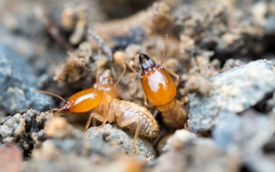 Protecting Your Home from Infestation: Effective Termite Control in NJ