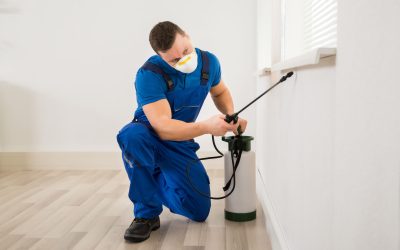 Expert Pest Control in Royal Oak, MI: Protect Your Home with Professional Services