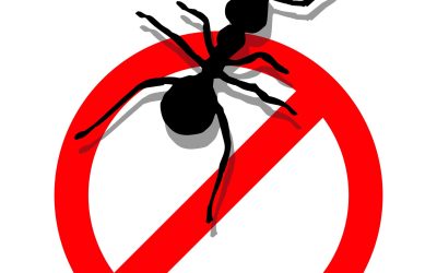 Effective Pest Control Solutions for Menifee, CA