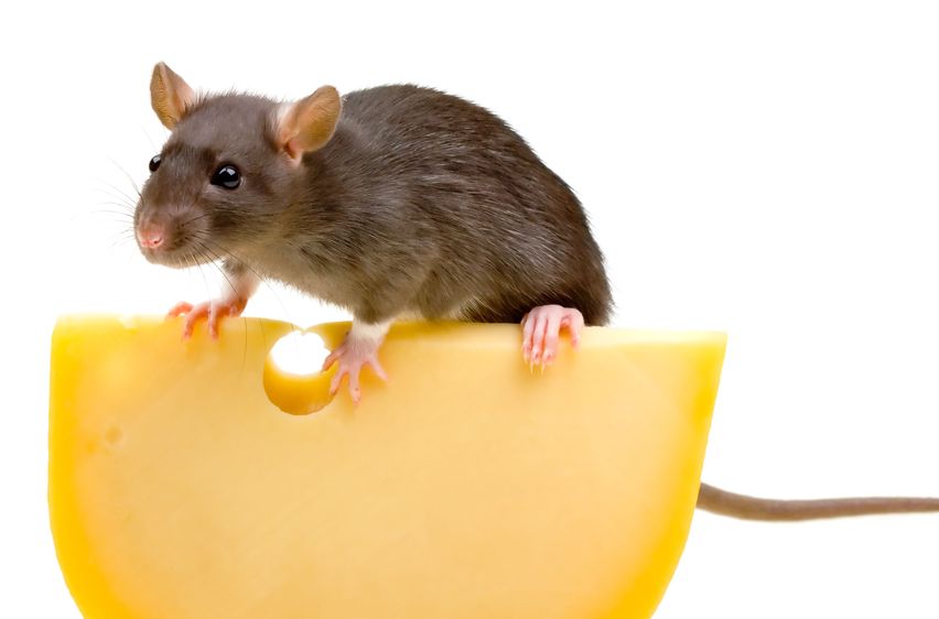 Say Goodbye To Rodent Problems With Trusted Rat Removal Services in St. Louis, MO